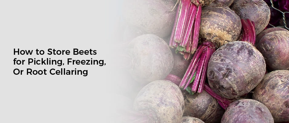 How to Store Beets for Pickling, Freezing, Or Root Cellaring
